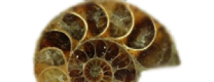 Ammonit
