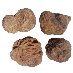 Barytrose250111